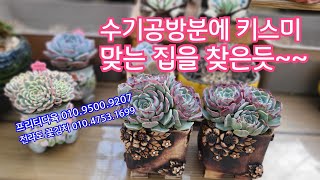 23.10.27.키스미 뽑아서 2주정도 말린 두녀석 분갈이해요 ~♡