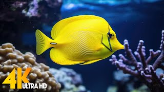 Aquarium 4K VIDEO (ULTRA HD) 🐠 Beautiful Coral Reef Fish - Relaxing Sleep Meditation Music #101