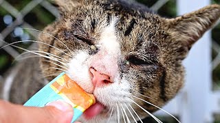 いつも一人で孤立している野良猫に猛暑日だったので水分補給ちゅ～るマグロをあげたら嬉しそうに食べたが相変わらず警戒心は高い 感動猫動画 EOSR5