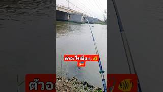 ตกปลากันครับ🎣🐠🎏 #ตกปลา #ตกปลาธรรมชาติ #สะพานแม่น้ำท่าจีน #ตกปลากันครับ #fishing #fish #หนุ่มติดฟิล์ม