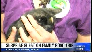 RIT on TV: Kitten's Wild Ride