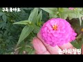 가을되어 제대로 예뻐지는 꽃들🌸화단에 예쁜 식물들🌸아주 씩씩해졌답니다🍀