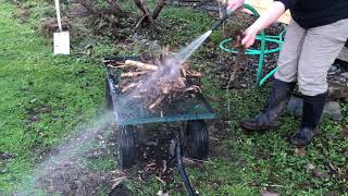 Prepping Elecampane for medicine making: Part 1