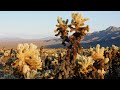 Cholla cactus gardens - Joshua tree national park