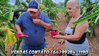 Plantação de Pitaya Dentro Da Cidade ,Interior de Goiás