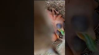 From Beak to Beak: Bird Moms Feeding Their Newborns (p5)#viral #shorts #short #trending