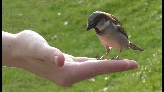 hungry sparrows