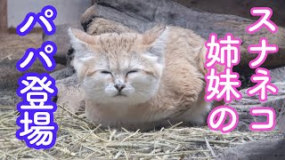 スナネコ4姉妹のパパ、シャリフくん! お昼寝タイムからワクワク交代の様子!! Sand cat sisters dad