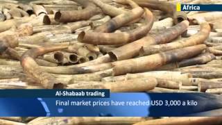 Al-Shabaab ivory trade terror funding: Somali Islamists involved in outlawed elephant tusk trade