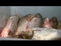 Asian Carp Processing Plant in Kentucky