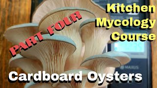 Grow Oyster Mycelium on Cardboard Sandwiches