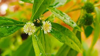 ভৃঙ্গরাজ