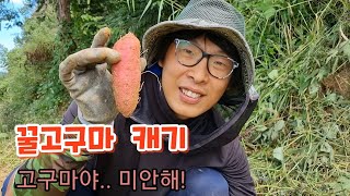 꿀고구마 수확하기 10kg무료 이벤트문제 있습니다.^^