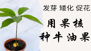 用果核种牛油果｜水培vs土培｜如何种牛油果｜从种子开始种牛油果｜牛油果种植