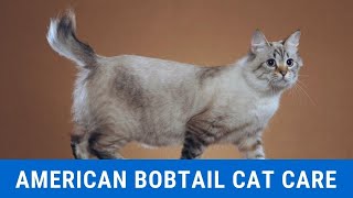 How to Care for an American Bobtail Cat updated 2021