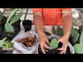 ตัดแต่งโอพันเทีย เพาะชำต้นใหม่ trimming opuntia u0026 replanting mookcactus