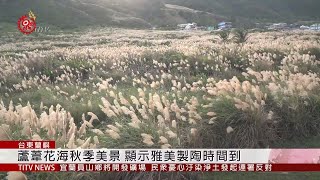 蘭嶼進入觀光淡季 蘆葦花海秋季美景 2019-11-08 IPCF-TITV 原文會 原視新聞