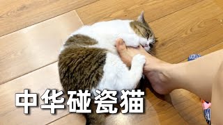 【直播】我被一只重口味小貓碰瓷了，該怎麼辦？｜李喜猫