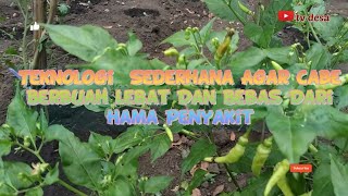 Teknologi Pemangkasan Tanaman Cabai#tvdesa#https://youtu.be/kQrgf5zsRKE