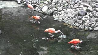 鹿児島市平川動物園　フライイングゾーン♪　ショウジョウトキ