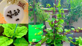 Easiest Way To Grow Organic Red Malabar Spinach At Home/ Complete Tutorial On Malabar Spinach