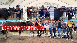 ประกวด ✅ ควายเพศเมีย รุ่นฟันน้ำนมสูงเกิน 140cm(ซีเนียร์) [บรบือ มหาสารคาม]