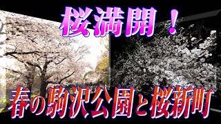 桜満開！春の駒沢公園と桜新町