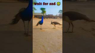 Sadi Zindagi Tha Baliye🤣 || Varinder Brar I|#peacock #funnyvideo |Punjabi Song #shorts #viral