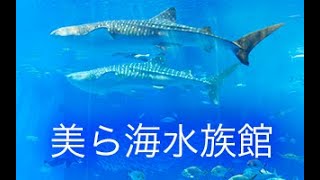 美ら海水族館 沖縄 癒し ジンベエザメ