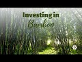 Investing in Bamboo: Strategies for growth