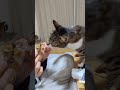 僕も食べたいkfc shorts short ねこ ねこのいる生活 猫 猫動画 kfc