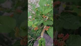 How to make Mulberry get fruits