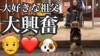 【健気な犬】97歳のじーちゃんがとにかく大好きなくーちゃんは健気にじーっと待ち続けます🐶じーちゃんの姿が見えてからは抑えきれずに立ってしまう