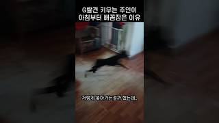 주인을 배아프게 만든 브레이크 고장난 댕댕이들의 행동