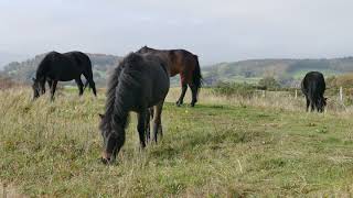 شاهد الخيول البرية في المراعي الجبلية بدقة 4k Watch wild horses in mountain pastures at 4k accuracy