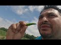 The joy of picking fruits and vegetables in a village GRANDRAPIDS MICHIGAN USA