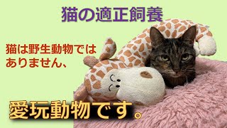 猫の適正飼養　猫は愛玩動物です