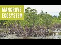 016: Mangrove Ecosystems