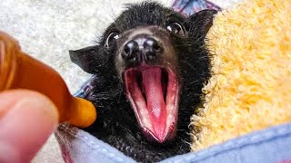 Baby Bat Is Crying Out For Help Before A Unexpected Rescuer Swoops In To Save Him