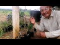 jone lemon pelopor tanaman lemon secara ladang di malaysia.