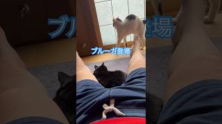 ネコと子ネコとおじさん　お股当番クロネコニャーと足元当番ブルーガ　#shorts #cat #cats #ねこ #ねこのいる生活 #猫 #保護猫 #クロネコニャー #黒猫 #ブルーガ