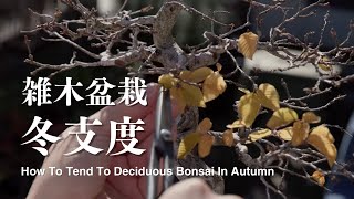 How To Tend To Deciduous Bonsai In Autumn