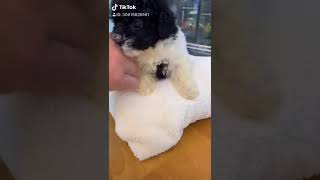 倍倍寵物-迷你型 黑白色(乳牛) 貴賓犬2019/08/29