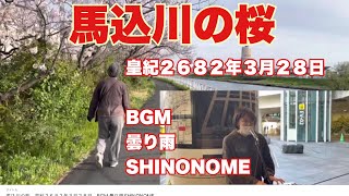 馬込川の桜　浜松市南浅田馬込川遊歩道　皇紀２６８２年３月２８日　BGM 曇り雨SHINONOME