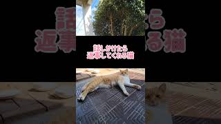 話しかけたら返事してくれる猫