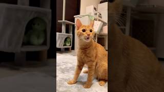 【らいちゃん日記】フレーメン反応の顔別アングル#shortsfeed #shorts #short #cat #猫 #猫のいる暮らし #猫動画 #funny #面白い #子猫 #保護猫 #かわいい