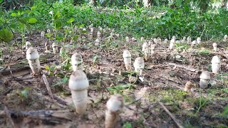 🍄สาวรุ่งพาลูกๆขุดเห็ดโคนหลวงโพนใหญ่🍄7/11/2564🍄