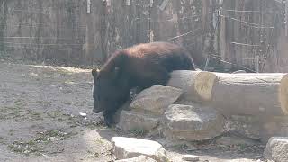 【八木山動物公園フジサキの杜】野菜が大好き！ツキノワグマ！