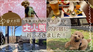 【犬と旅行】おこもりステイ可能！  絶対また行きたいお宿が1つ増えました🐶【愛犬お宿】