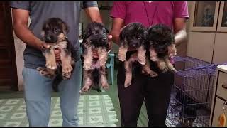 German Shepherd dog /Top quality German Shepherd puppies   Morya Pet Shop Pandharpur low price dog